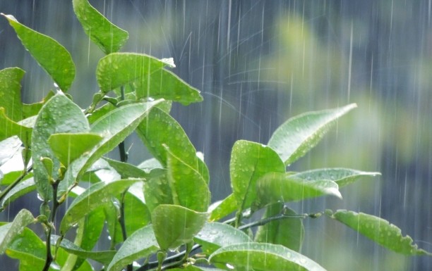 雨エッセンス